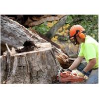 Niagara Tree Care Services image 1